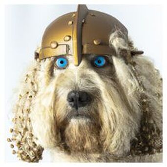 Viking Poodle