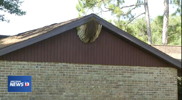 Growing Africanized Bee Hive Has Palm Bay Neighbors Concerned